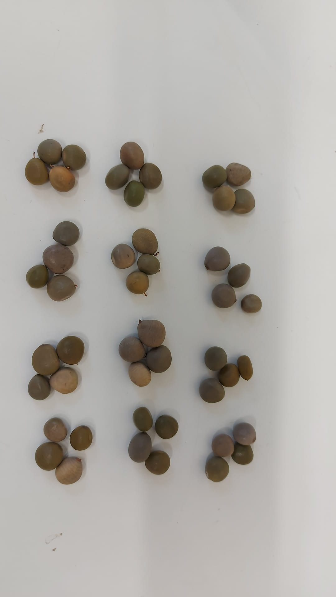 AYO OLOPON SEEDS